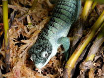 Abronia graminea (breiter Augenring)